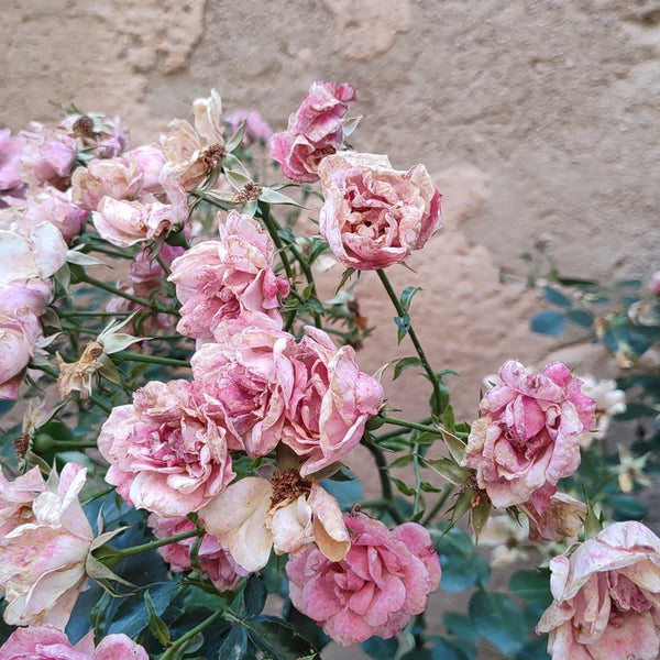 MIMOSA BOTANICALS - Bath Soak - Rose